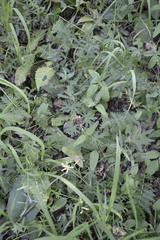 Prunella grandiflora