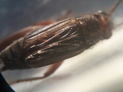Pteronemobius arima