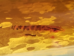 Neohomaloptera johorensis