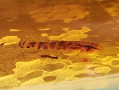 Neohomaloptera johorensis