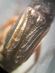 Pteronemobius arima