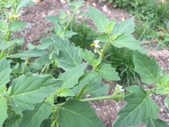Solanum physalifolium