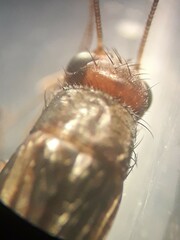 Pteronemobius arima