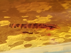 Neohomaloptera johorensis