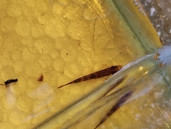 Neohomaloptera johorensis