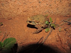 Rhinella rubescens