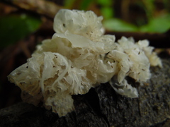Tremella fuciformis
