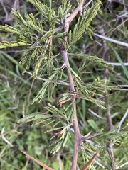 Vachellia nilotica subsp. kraussiana image