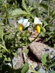 Solanum tweedianum