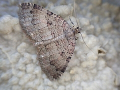 Triphosa dubitata