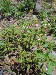 Solanum tweedianum