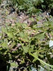 Solanum tweedianum