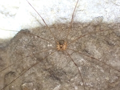 Amilenus aurantiacus