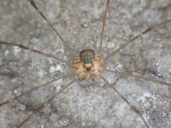 Amilenus aurantiacus