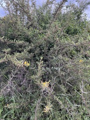 Vachellia nilotica subsp. kraussiana image
