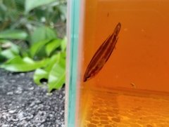 Parosphromenus harveyi