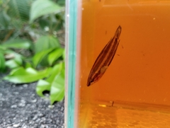 Parosphromenus harveyi