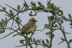 Trachyphonus darnaudii usambiro