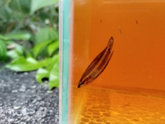 Parosphromenus harveyi