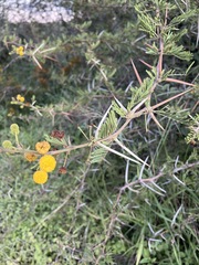 Vachellia nilotica subsp. kraussiana image