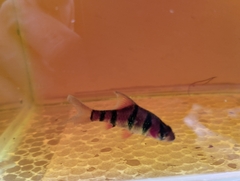 Desmopuntius hexazona