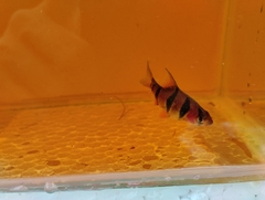 Desmopuntius hexazona