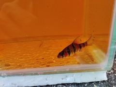 Desmopuntius hexazona