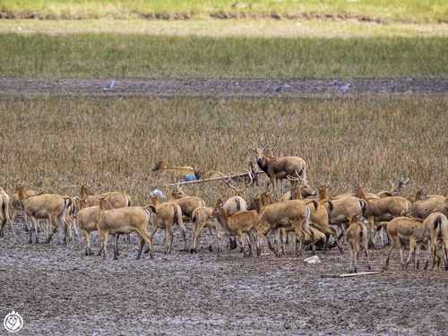 Père David's Deer