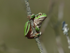 Hyla molleri