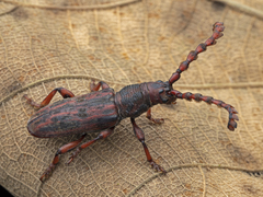 Pachylocerus