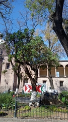 Bocconia arborea