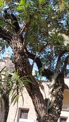Bocconia arborea