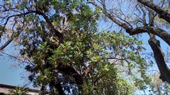 Bocconia arborea