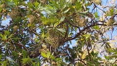 Bocconia arborea