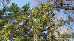 Bocconia arborea