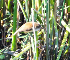 Acrocephalus gracilirostris