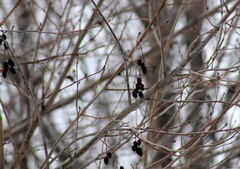 Alnus incana