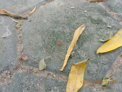 Probergrothius sanguinolens