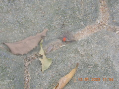 Probergrothius sanguinolens