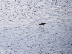 Numenius madagascariensis