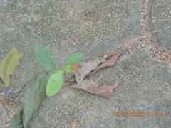 Probergrothius sanguinolens