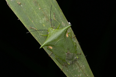 Rhynchocoris