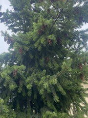 Pseudotsuga
