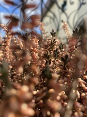 Calluna