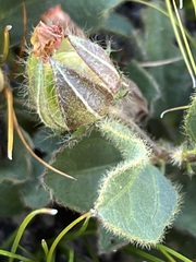Hibiscus aethiopicus