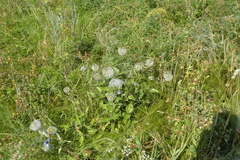 Clematis integrifolia