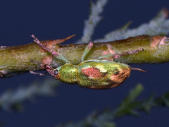 Coniatus tamarisci