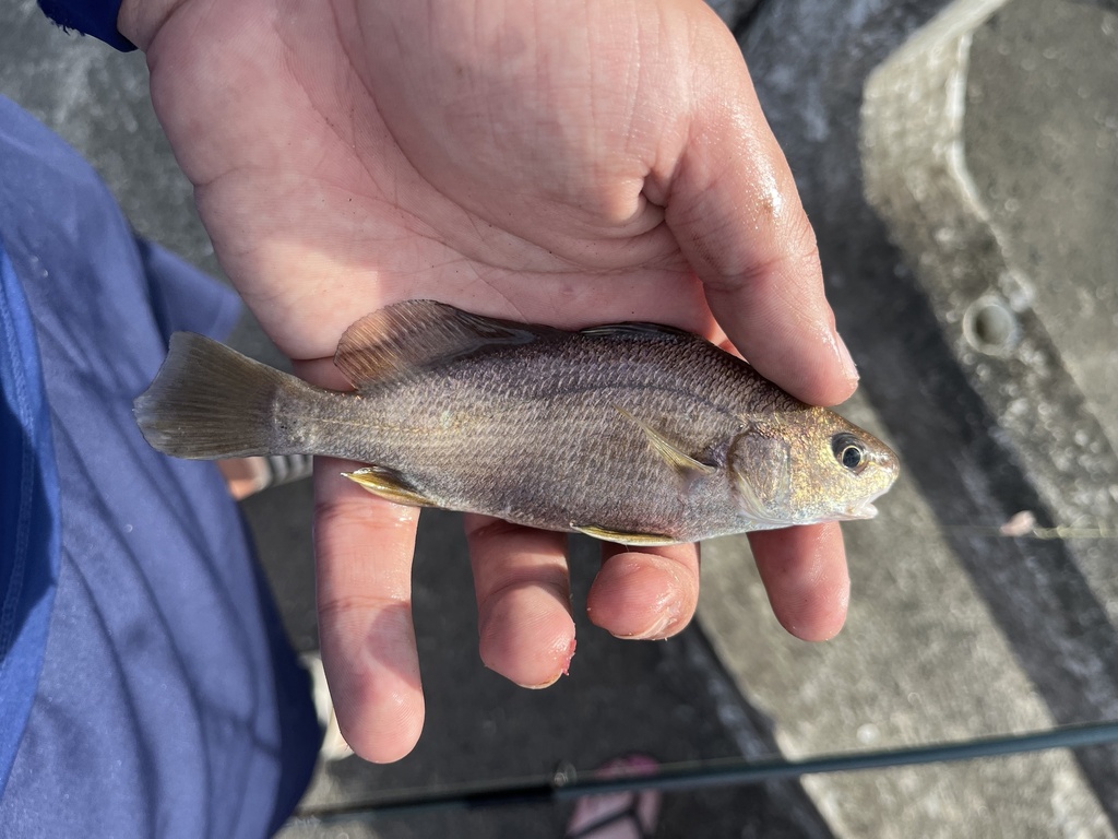 Finescale croaker (Ophioscion punctatissimus) — Sciaenidae
