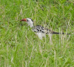 Tockus erythrorhynchus