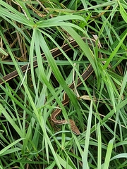 Psammophis subtaeniatus
